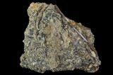 Fossil Hadrosaur Tendon In Rock - Aguja Formation, Texas #88713-1